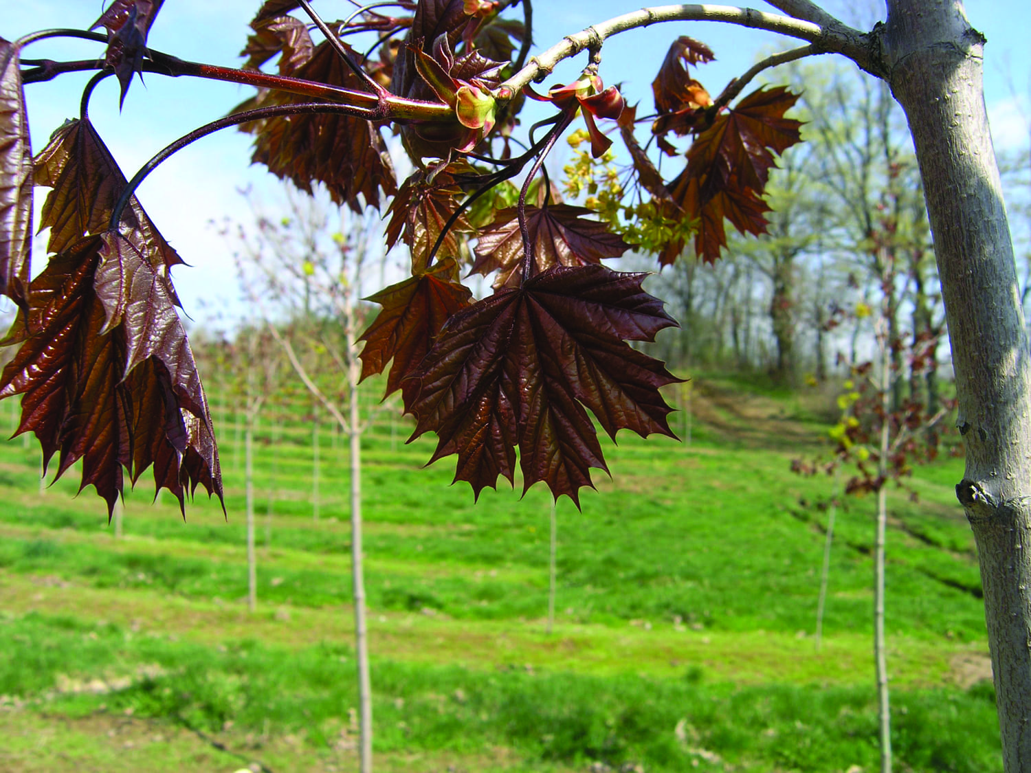 Acer platanoides ‘Deborah’